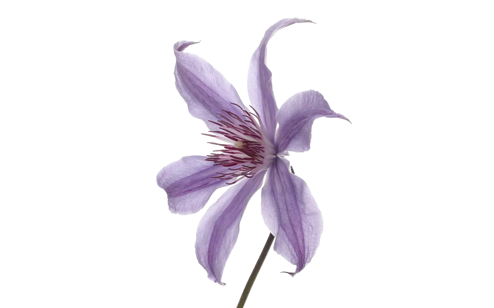 Clematis Amazing® Havana 