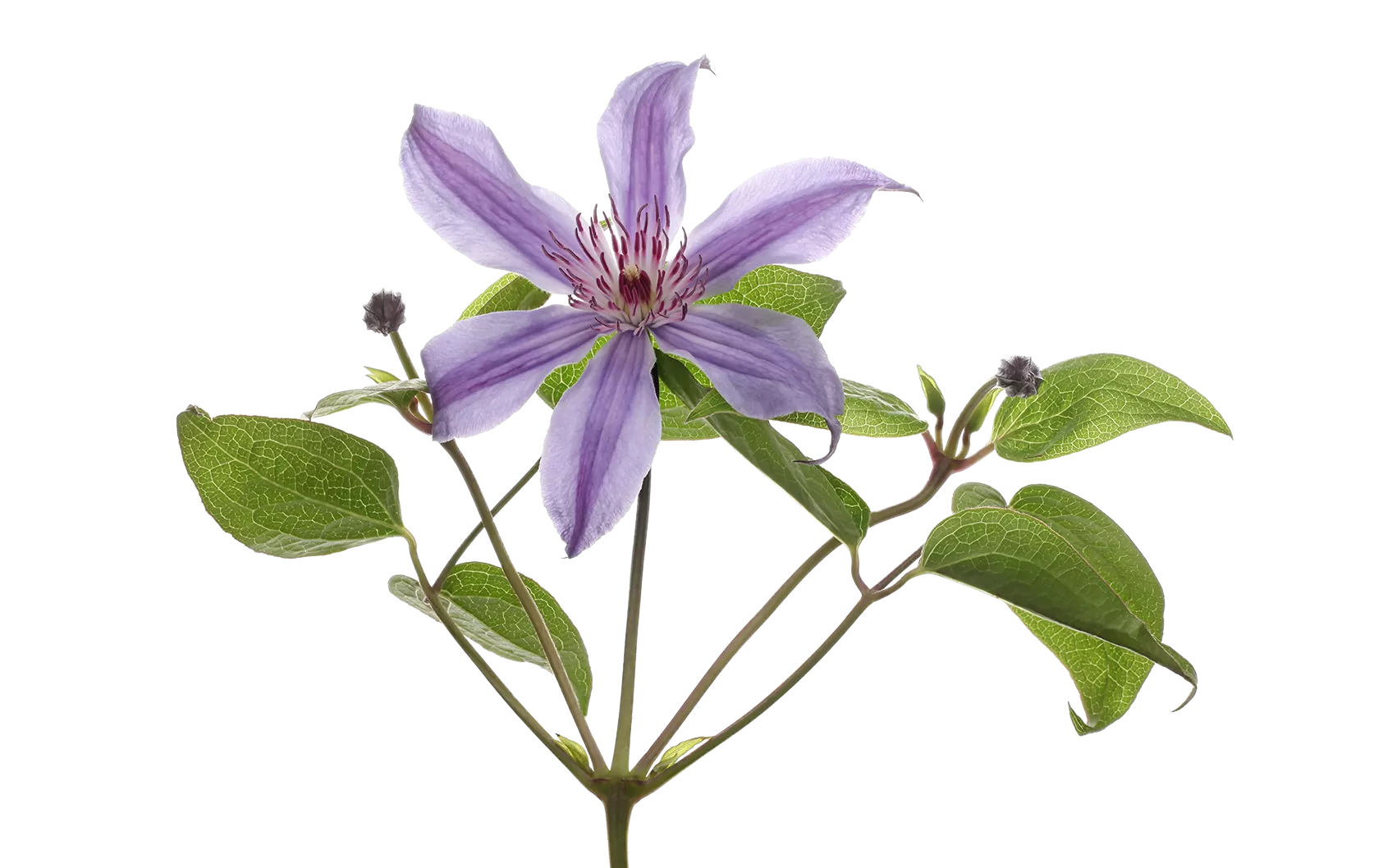 Clematis Amazing® Havana 