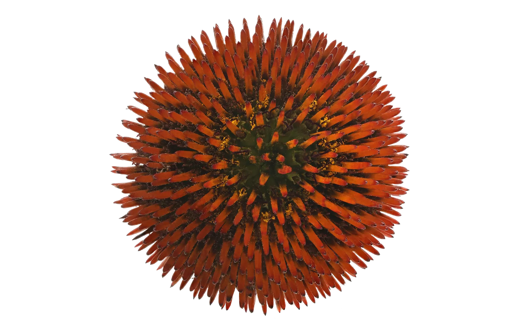 Echinacea Purpurea