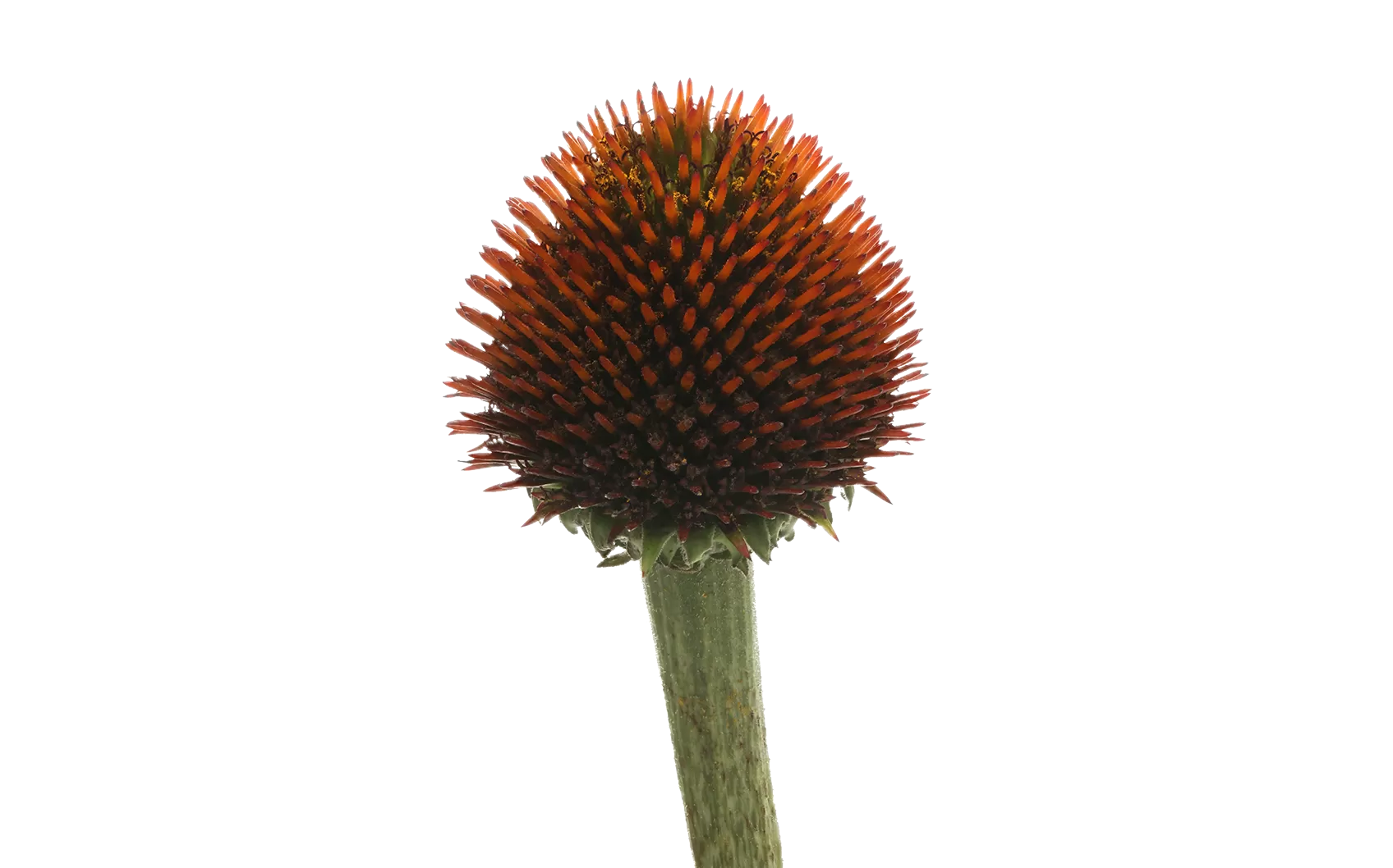 Echinacea Purpurea