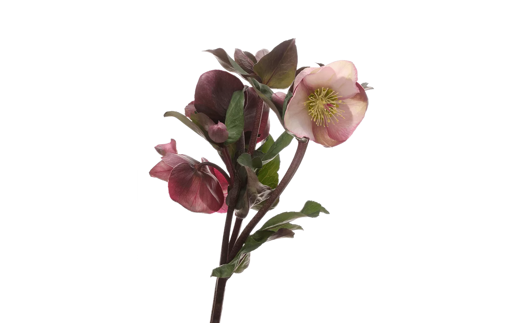 Helleborus Penny's Pink 