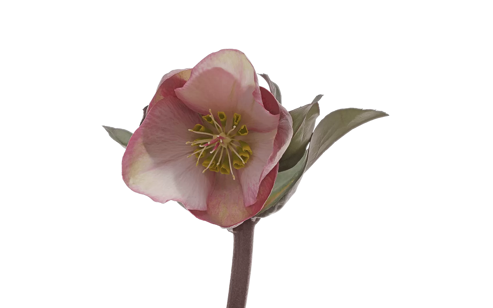 Helleborus Penny's Pink 