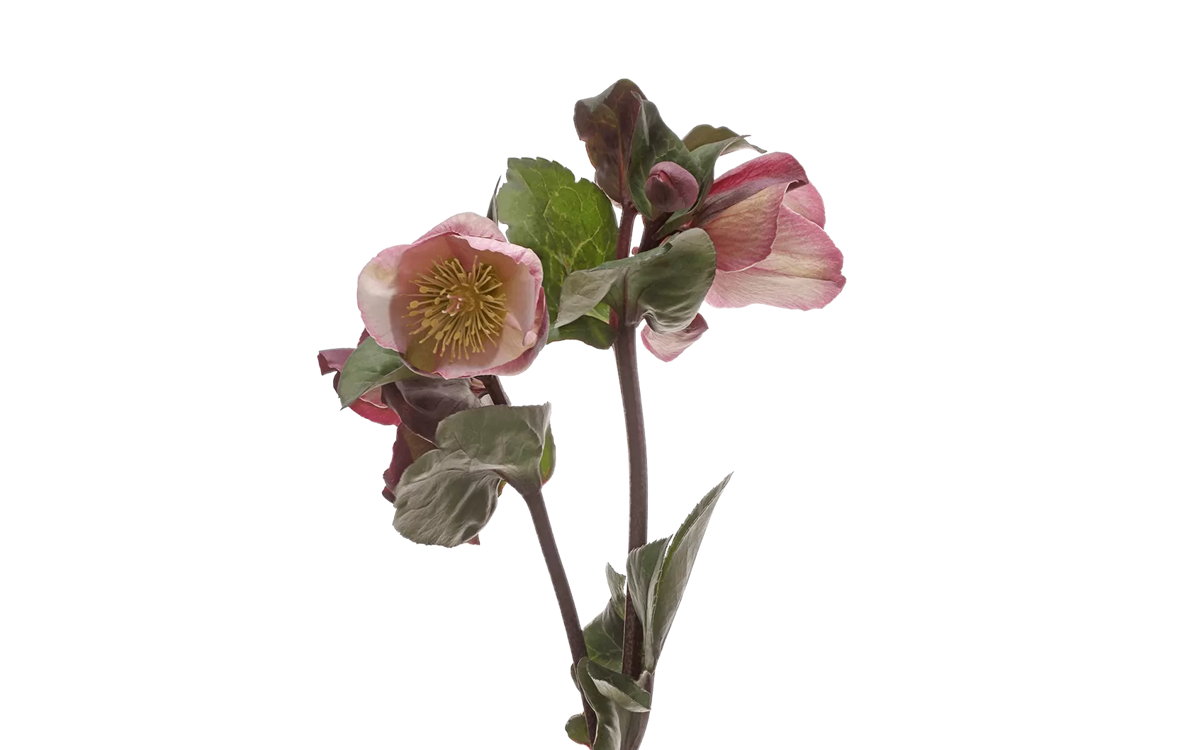 Helleborus Penny's Pink 