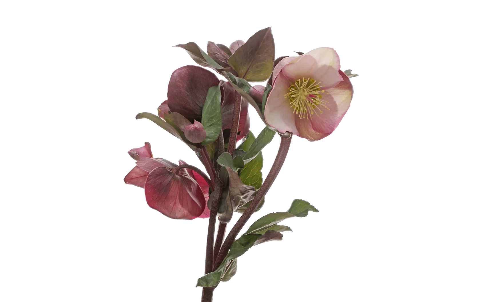 Helleborus Penny's Pink 