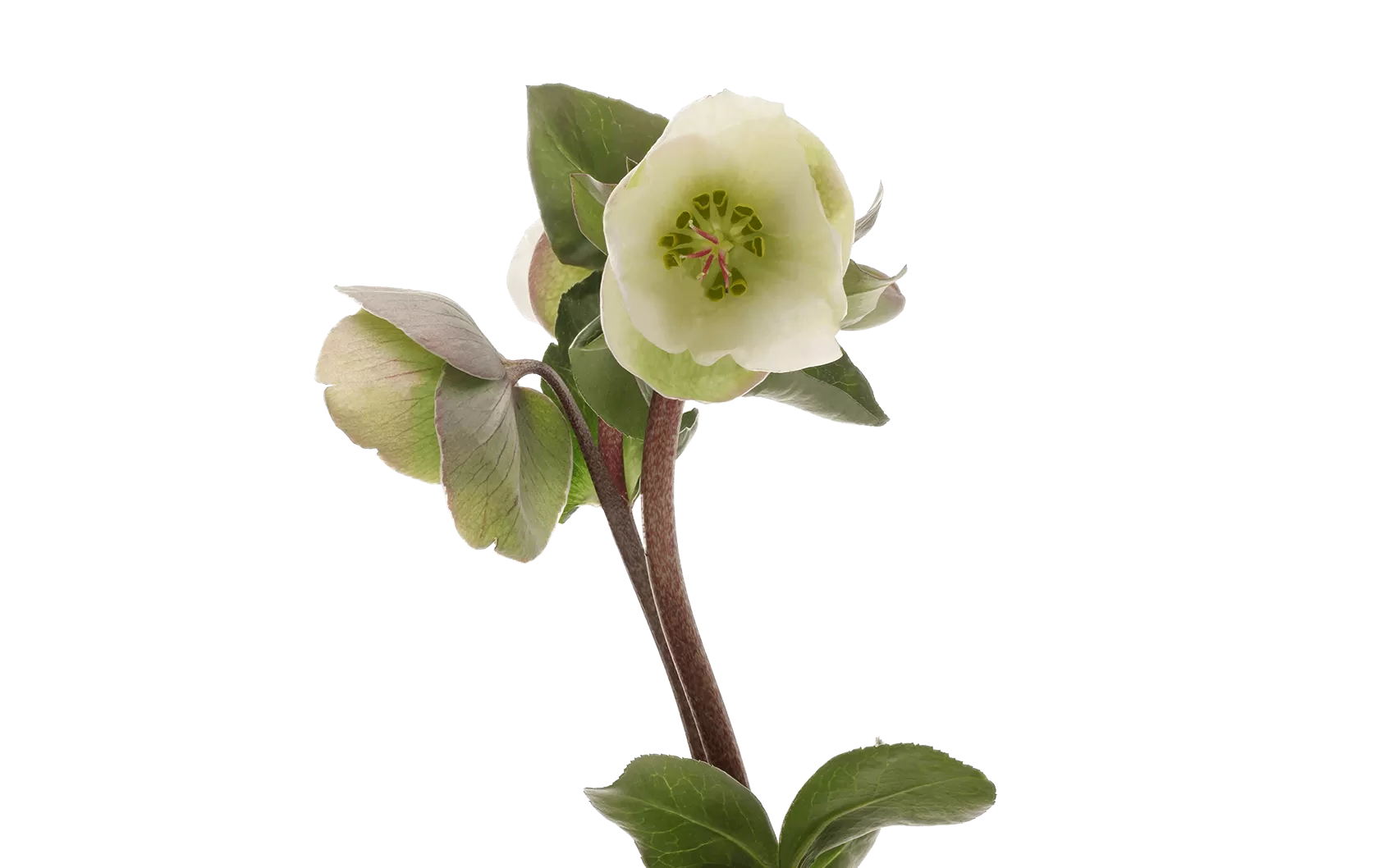 Helleborus Moondance 