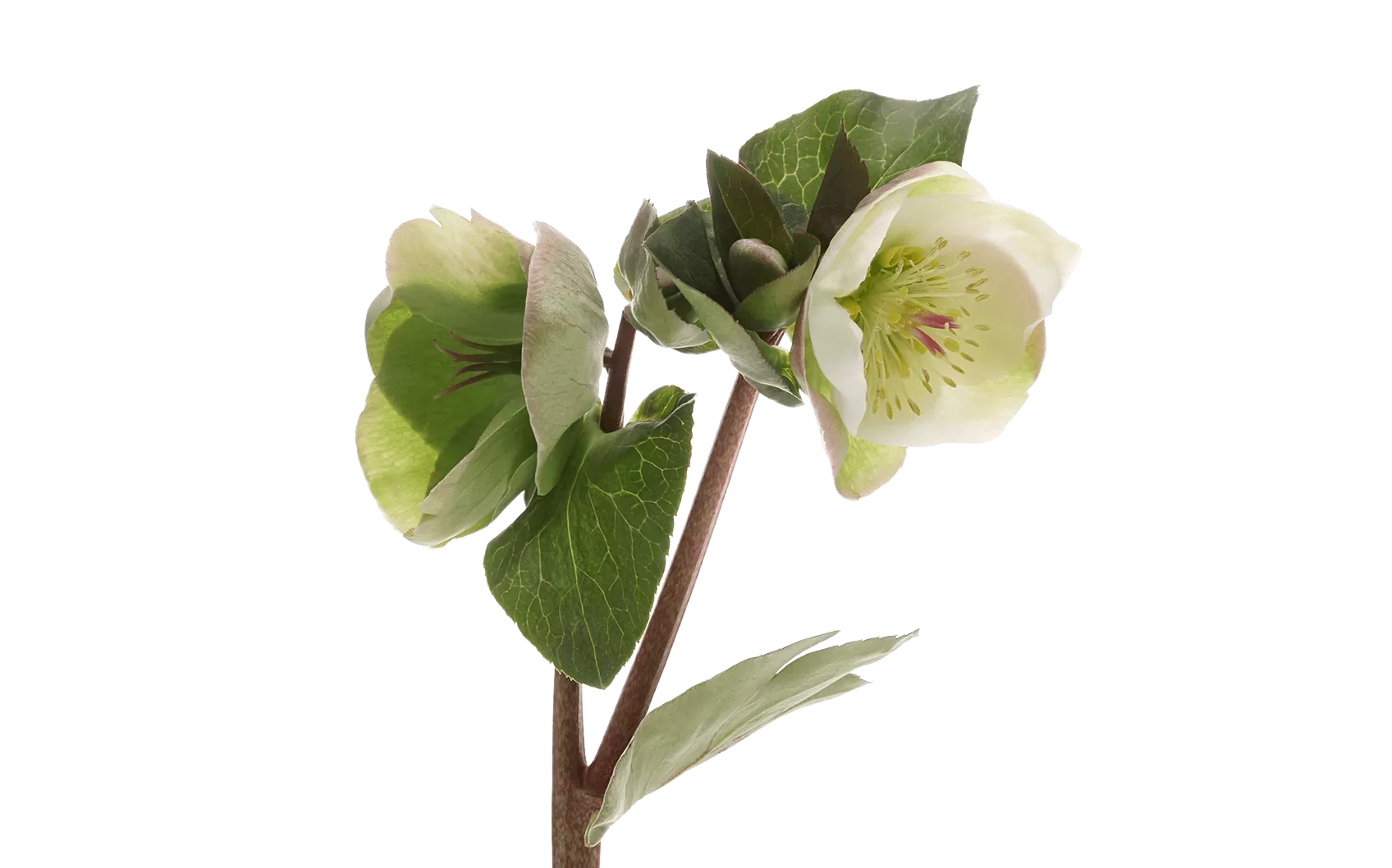 Helleborus Moondance 