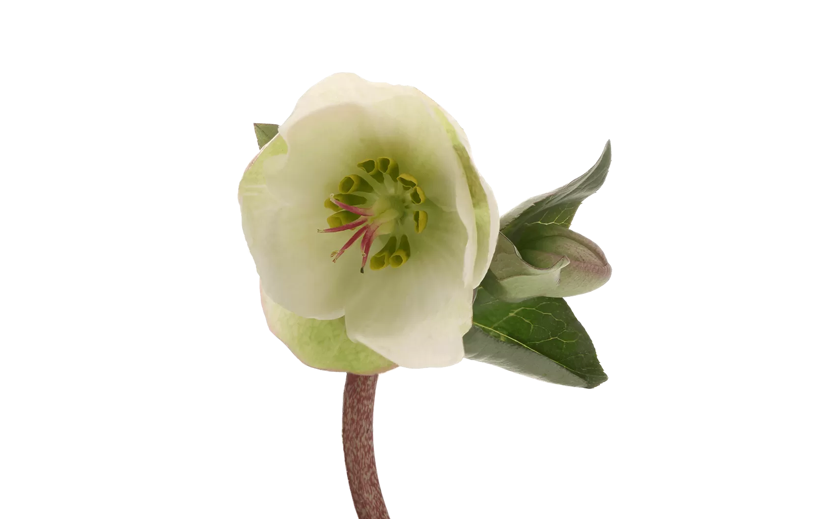 Helleborus Moondance 