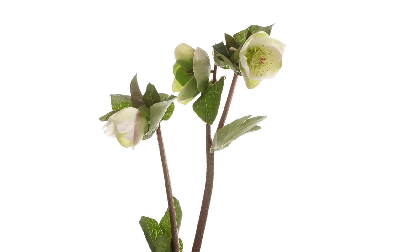 Helleborus Moondance 