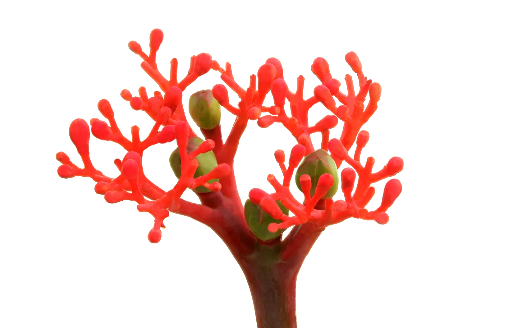 Jatropha Firecracker