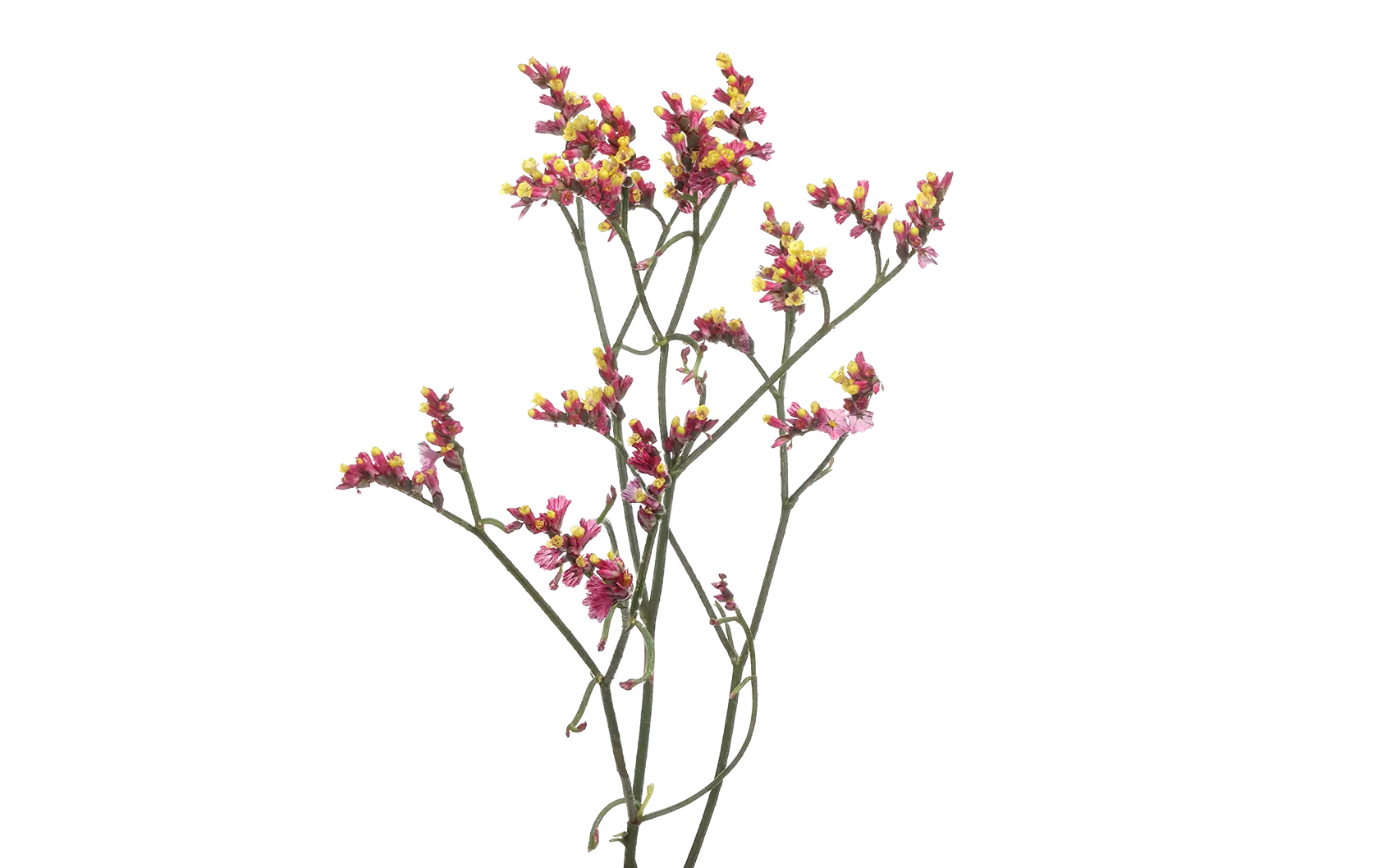 Limonium Scarlet Diamond