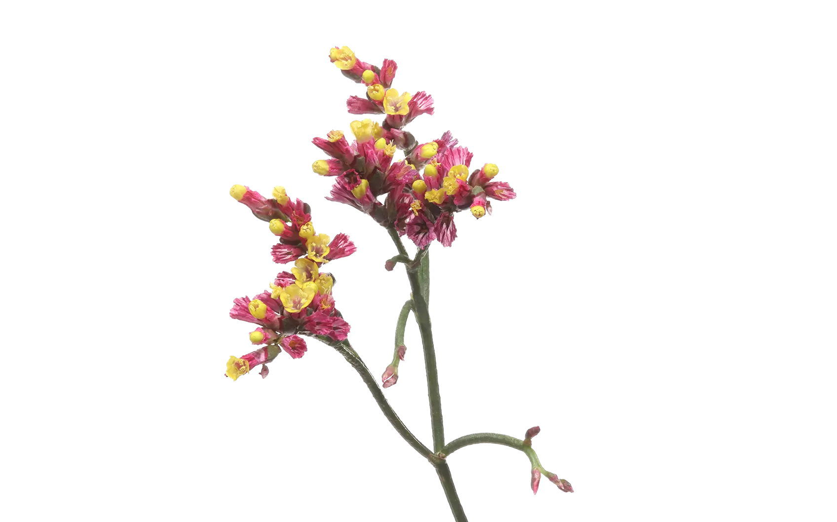 Limonium Scarlet Diamond