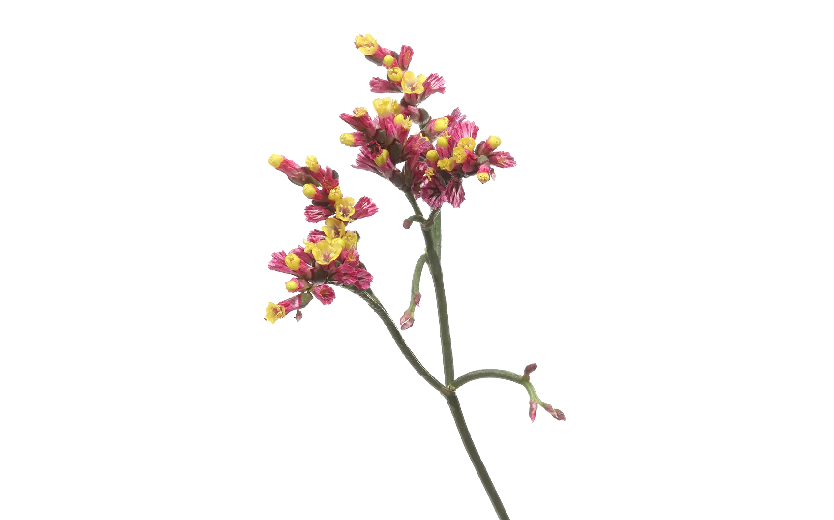 Limonium Scarlet Diamond