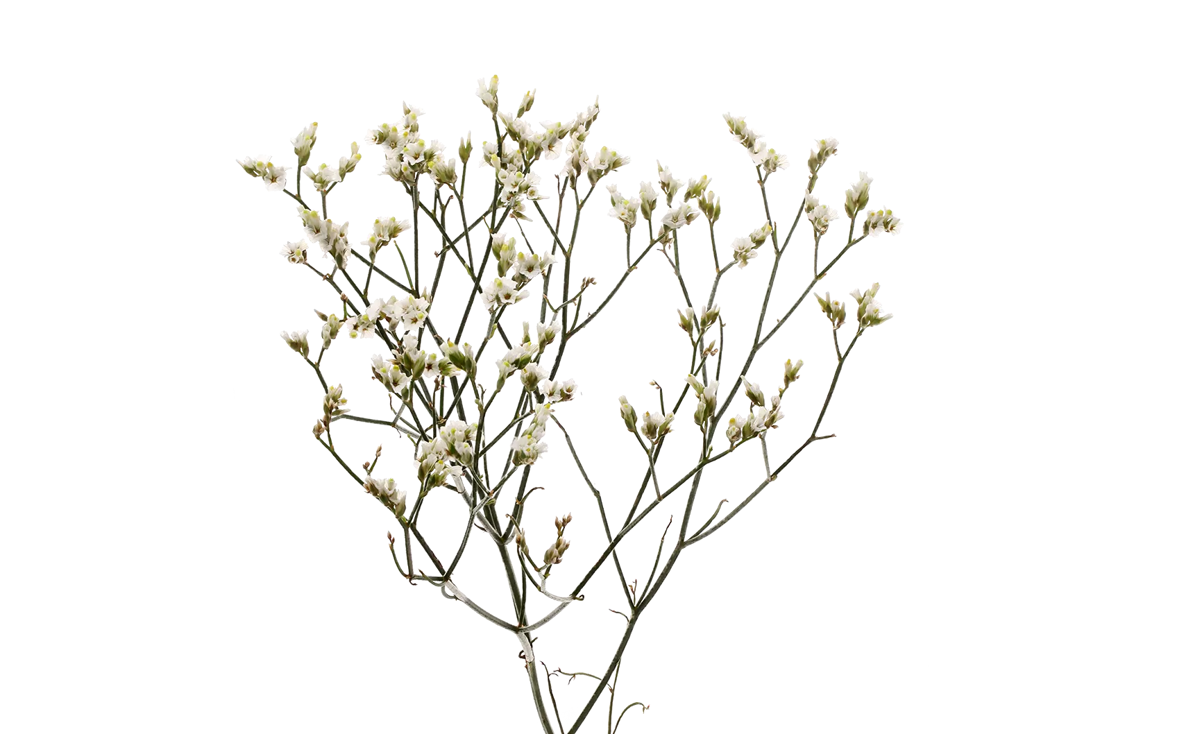 Limonium Piña Colada