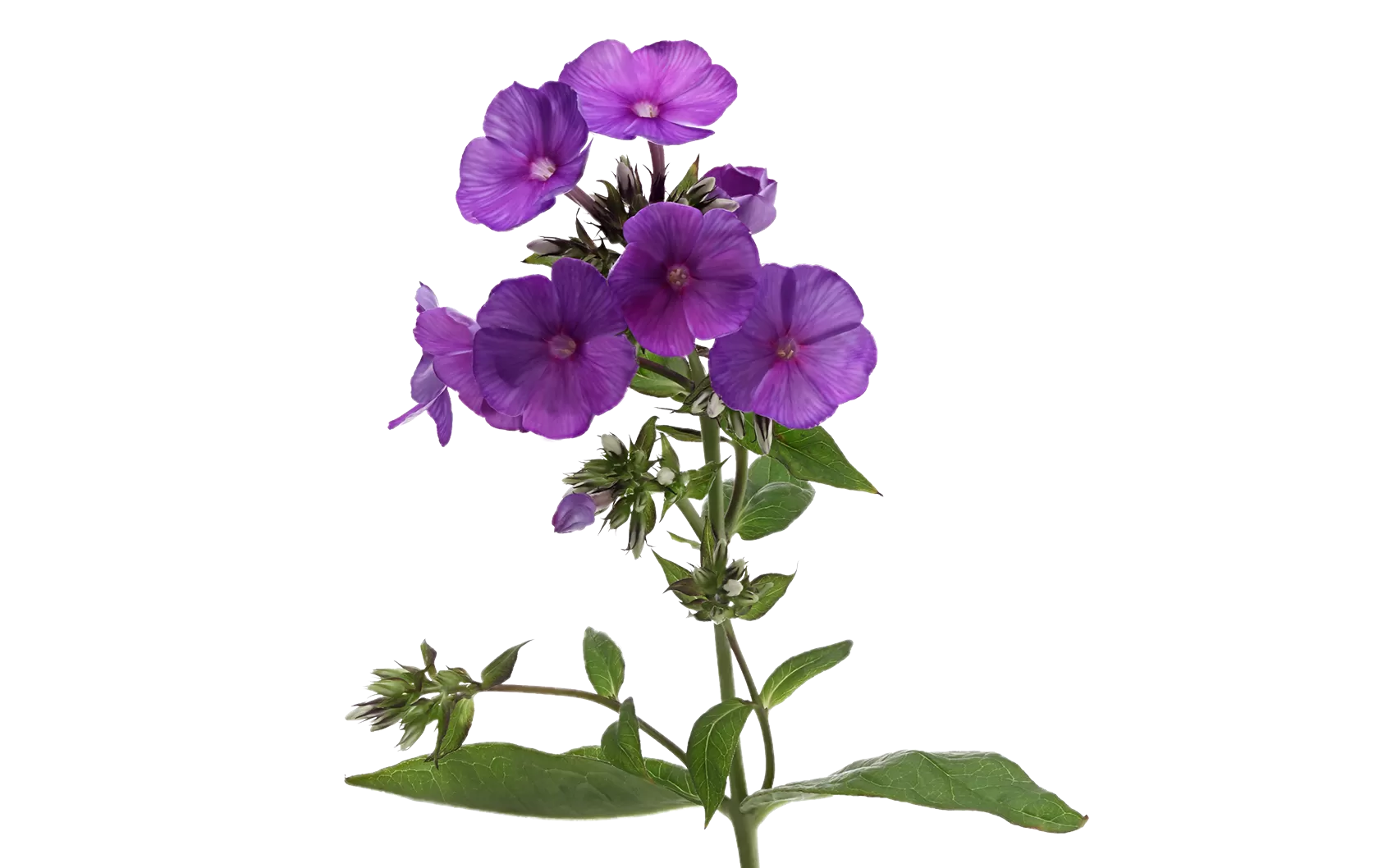 Phlox Düsterlohe