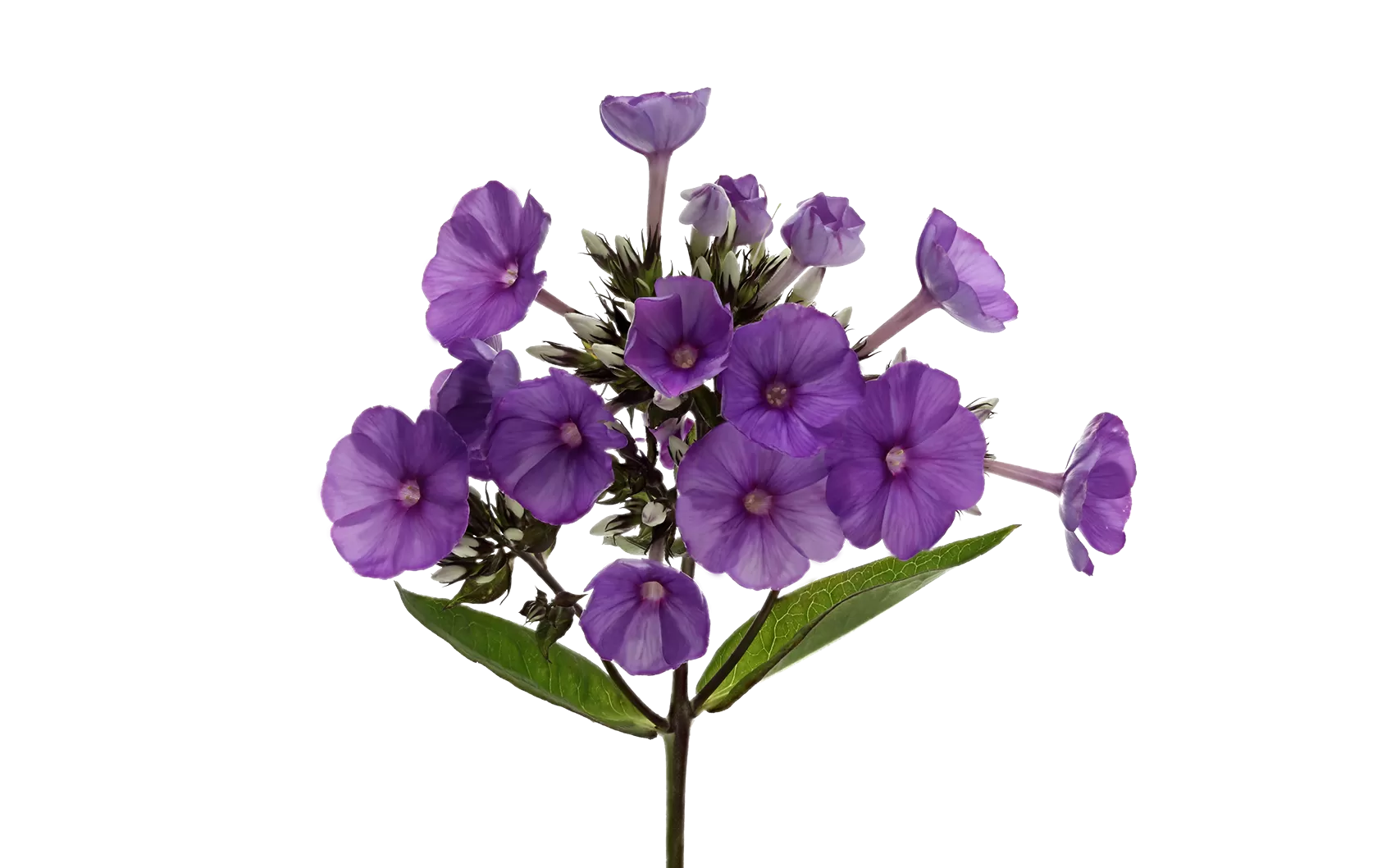 Phlox Düsterlohe