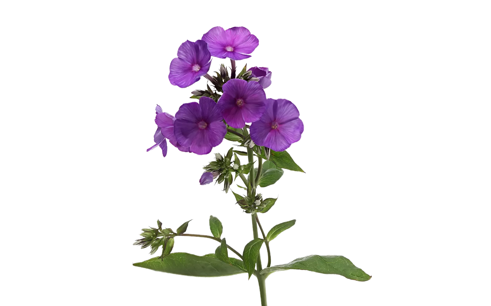 Phlox Düsterlohe