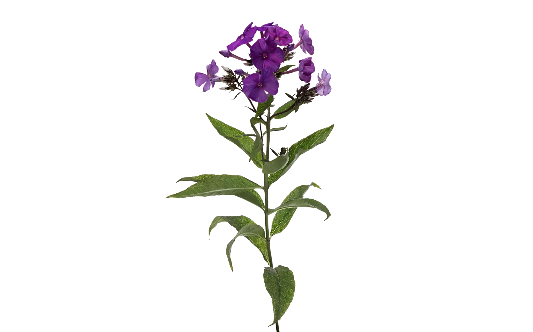Phlox Düsterlohe