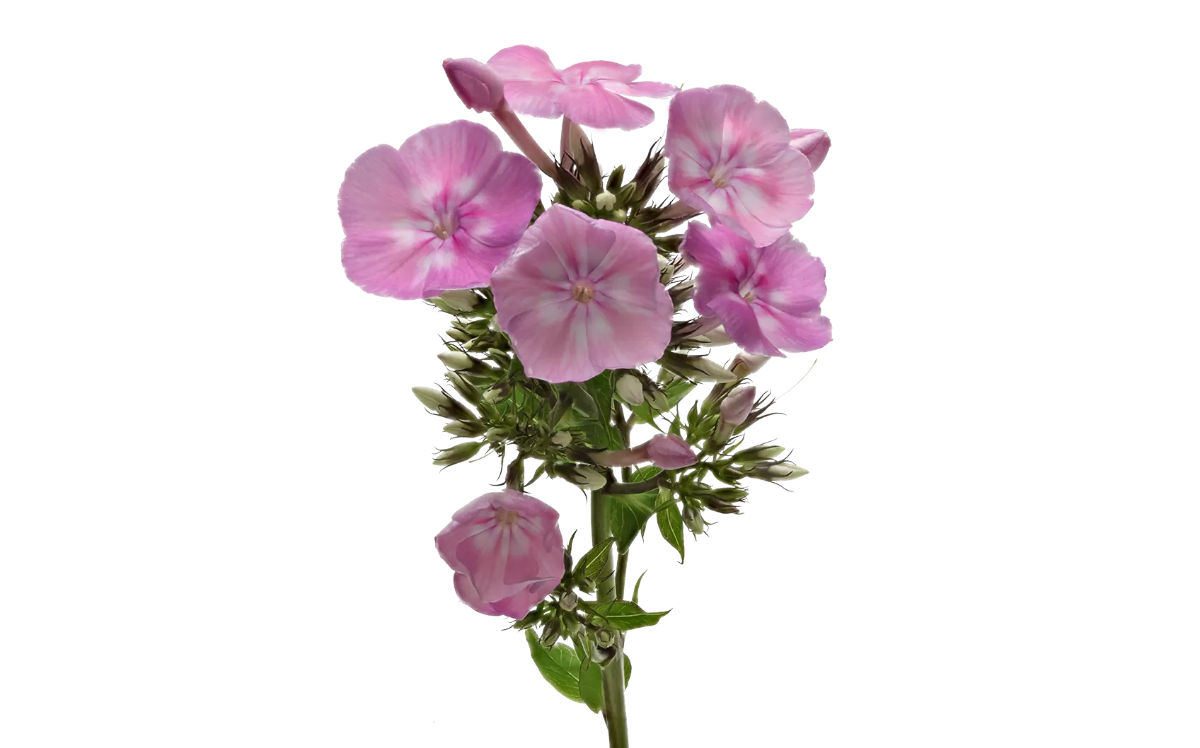 Phlox Pink Eyes