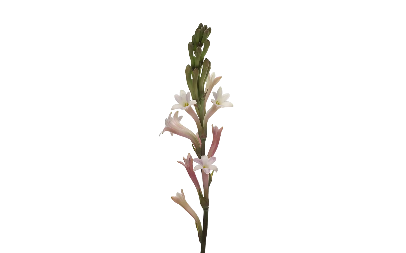 Polianthes Elsa Blush