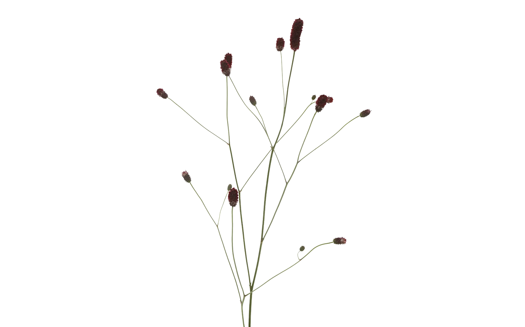 Sanguisorba Red Dream®