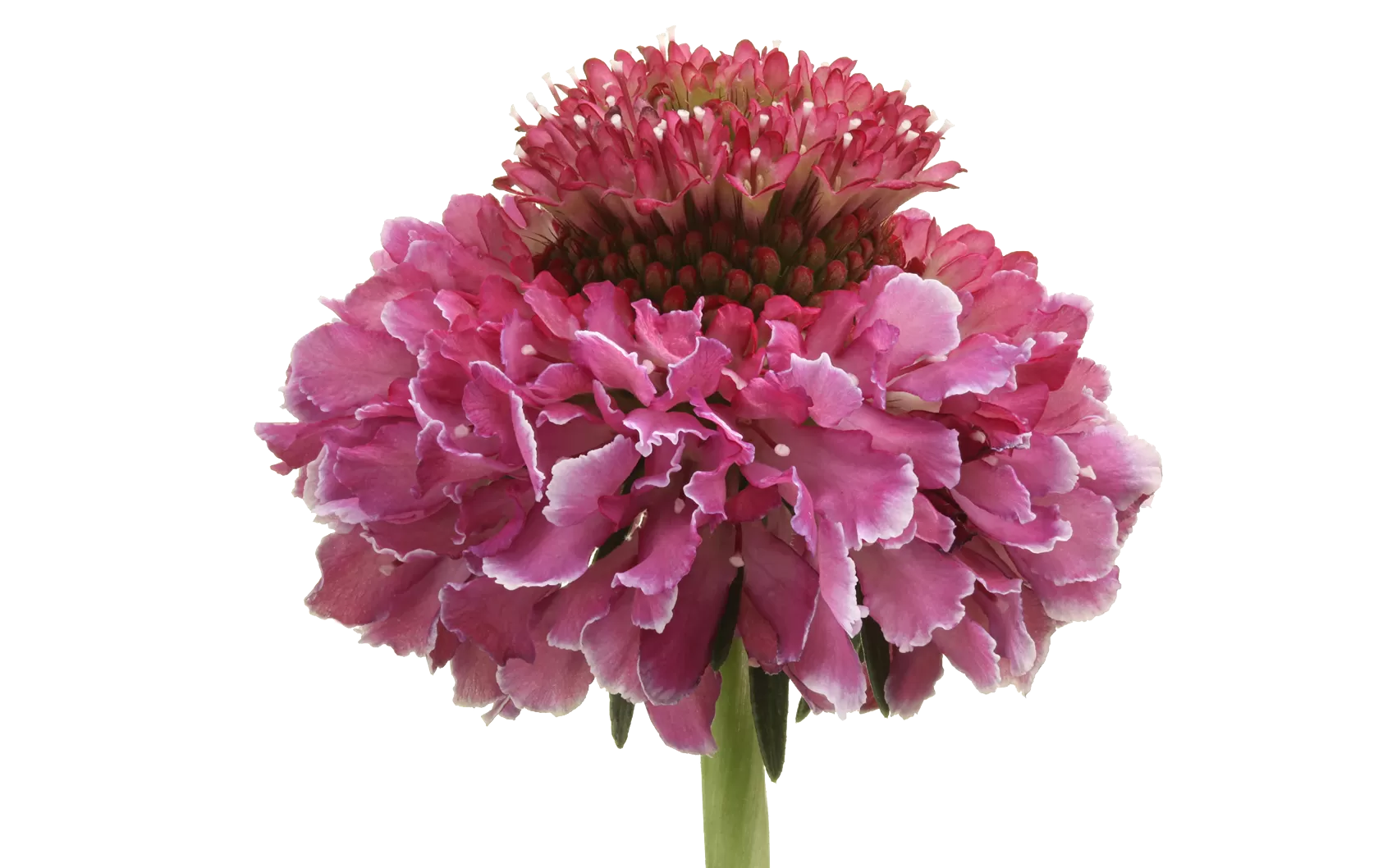 Scabiosa Focal Scoop™ Bicolor Pink