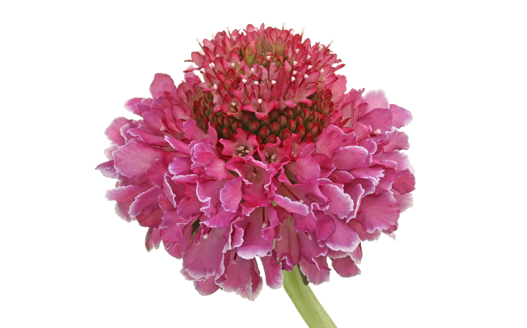 Scabiosa Focal Scoop™ Bicolor Pink