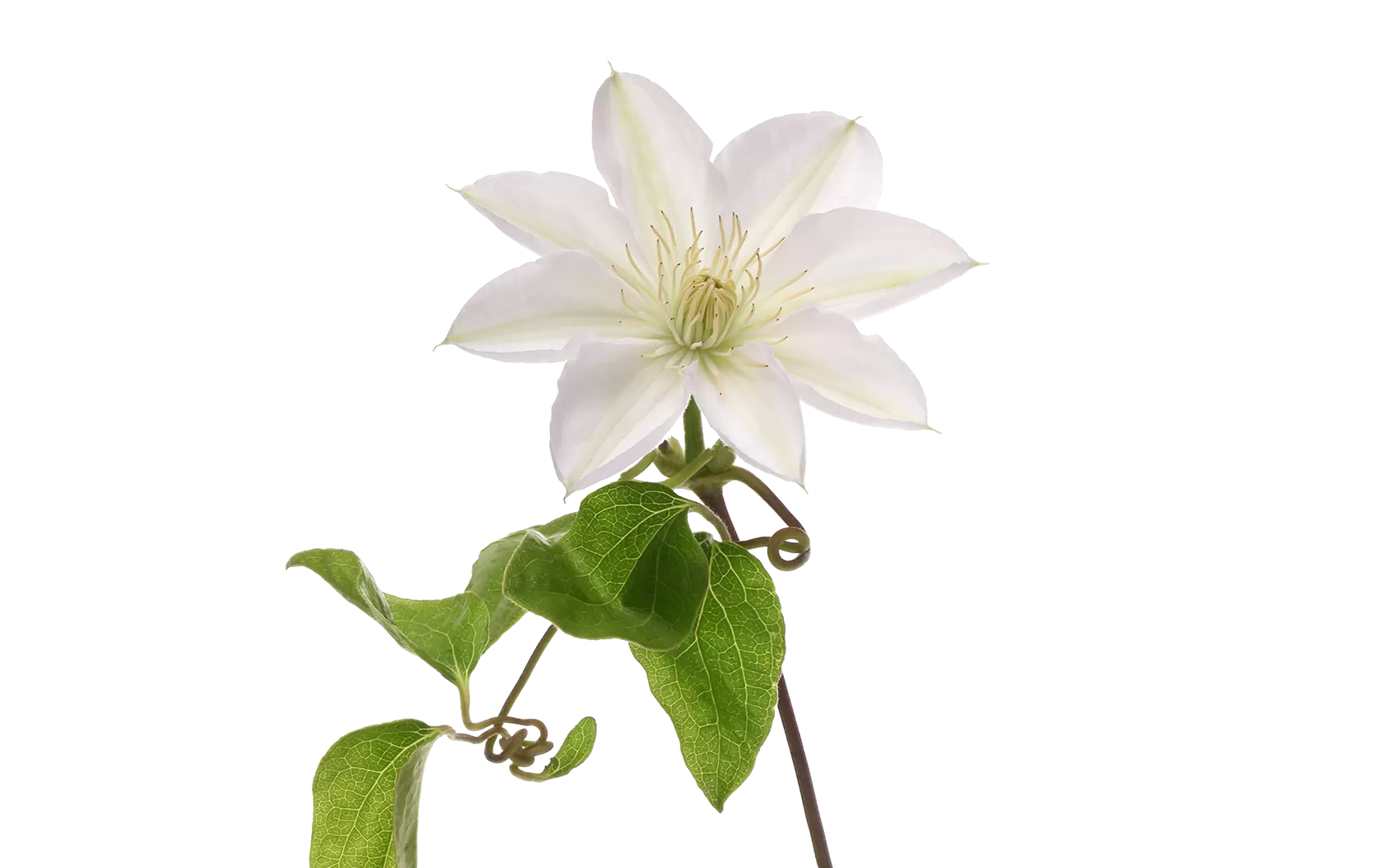 Clematis Amazing® Vienna