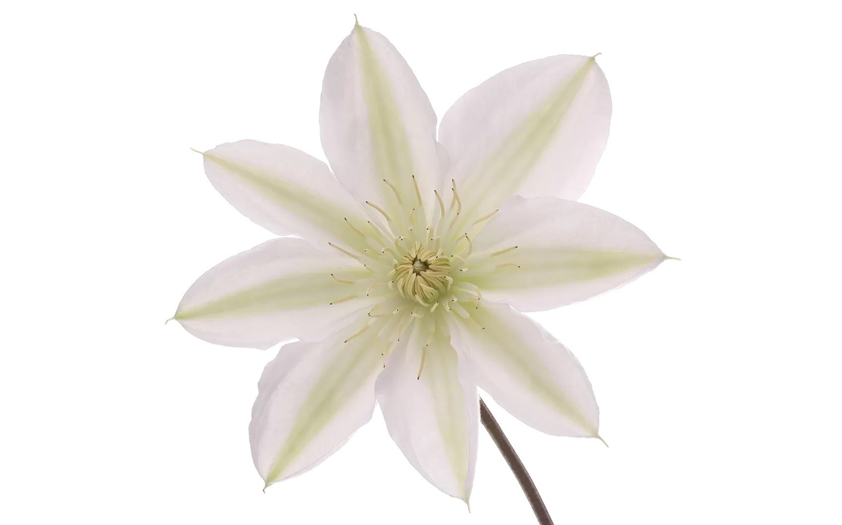 Clematis Amazing® Vienna