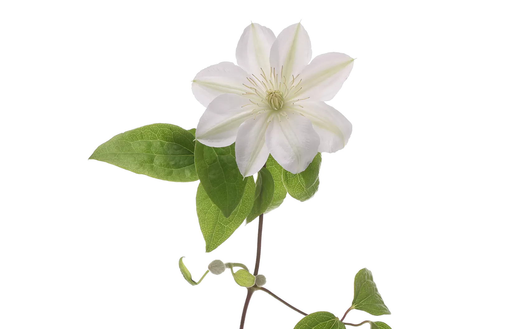 Clematis Amazing® Vienna