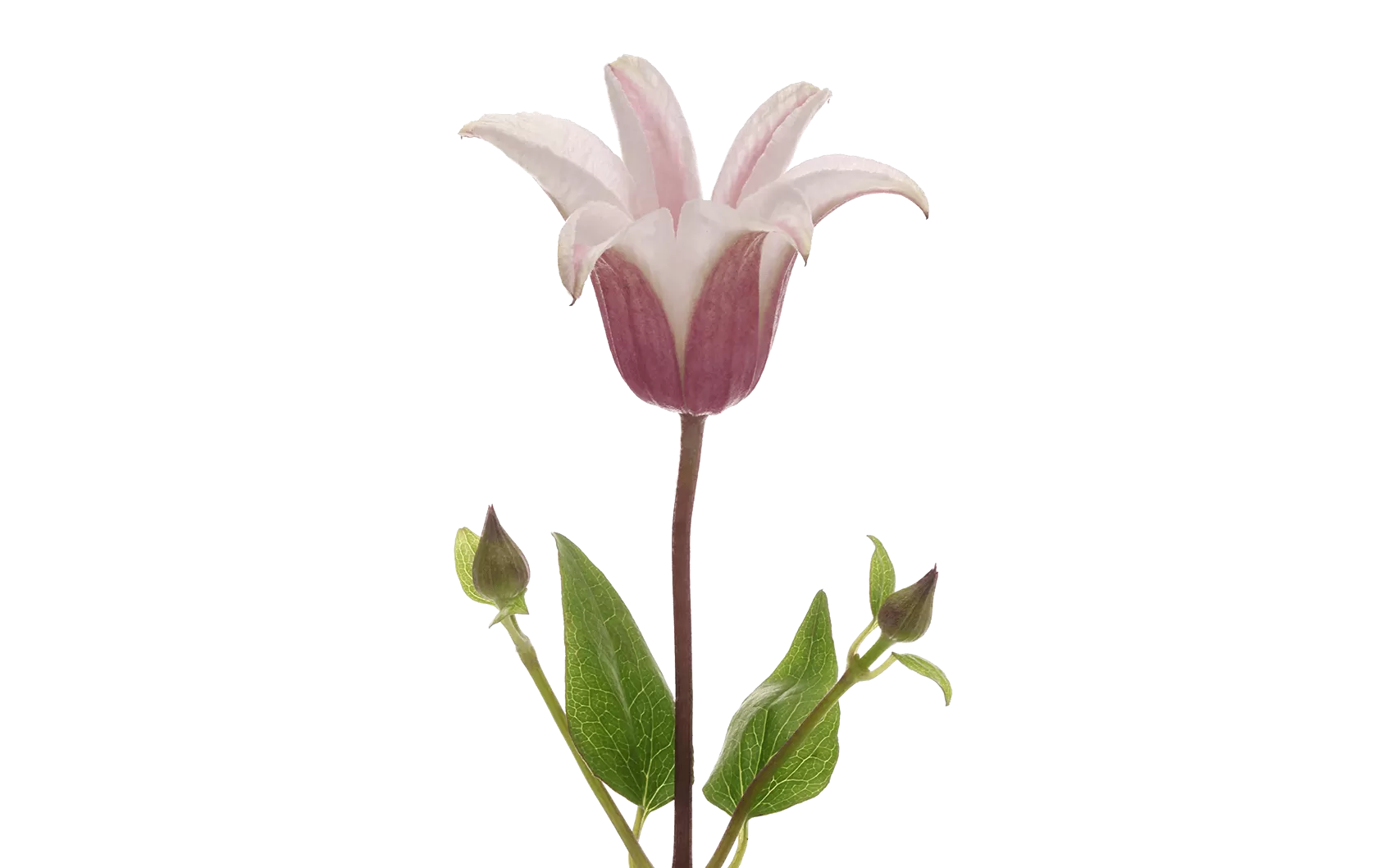 Clematis Amazing® Sevilla