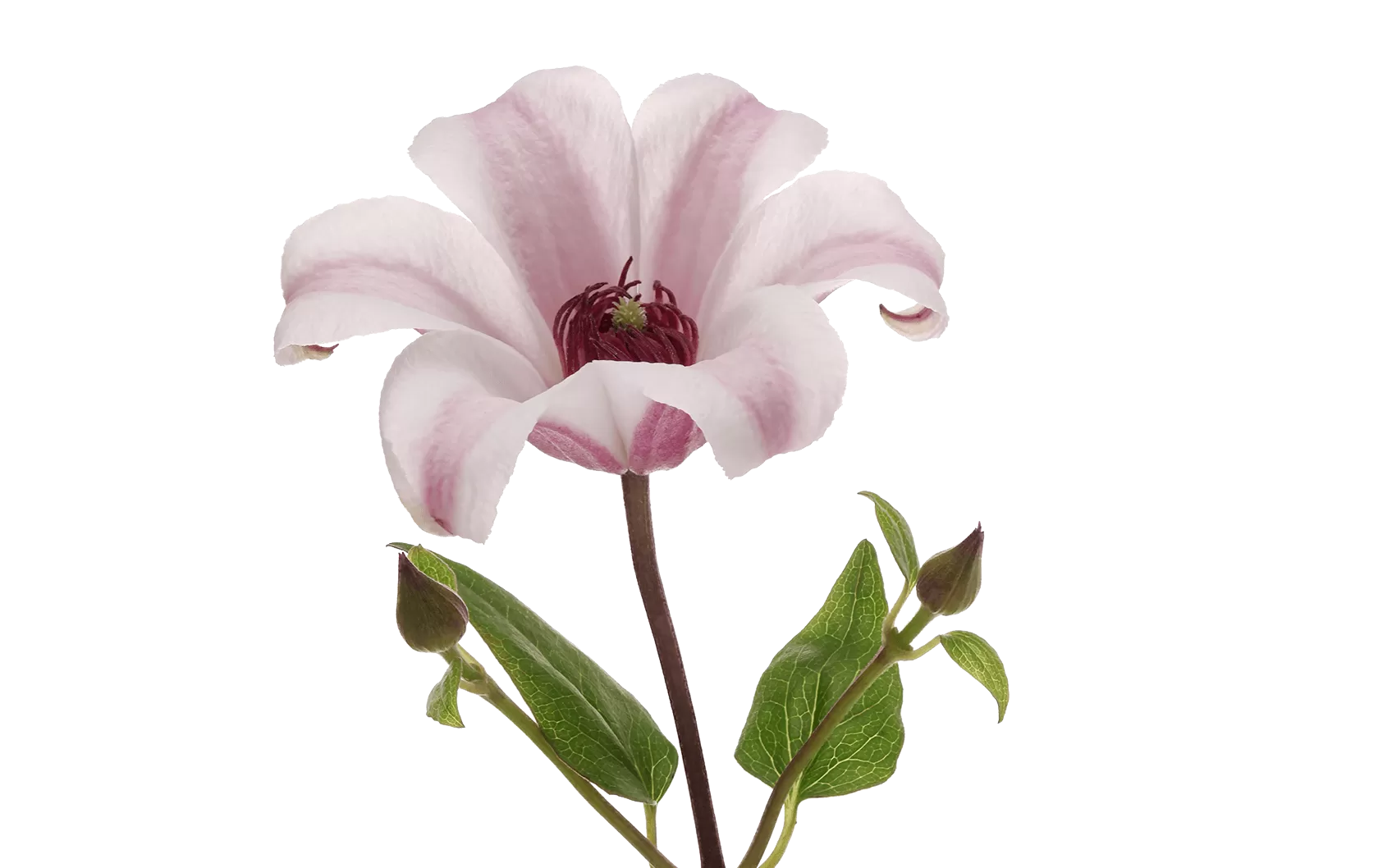 Clematis Amazing® Sevilla