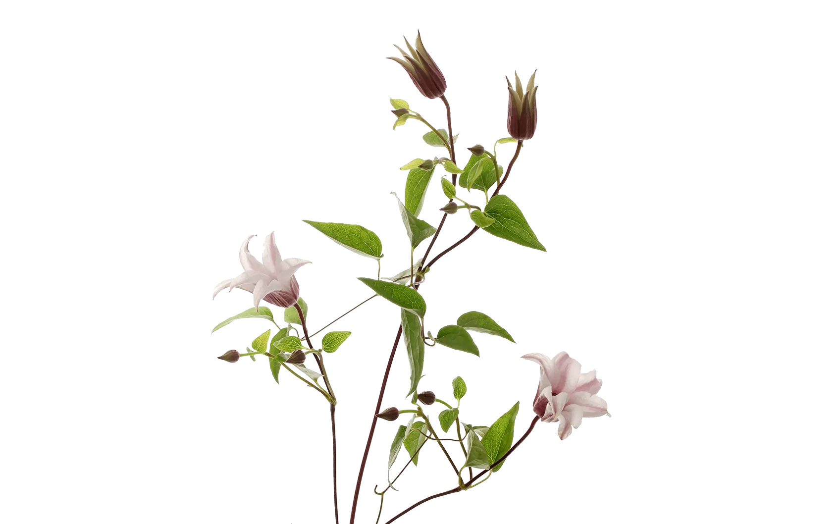 Clematis Amazing® Sevilla