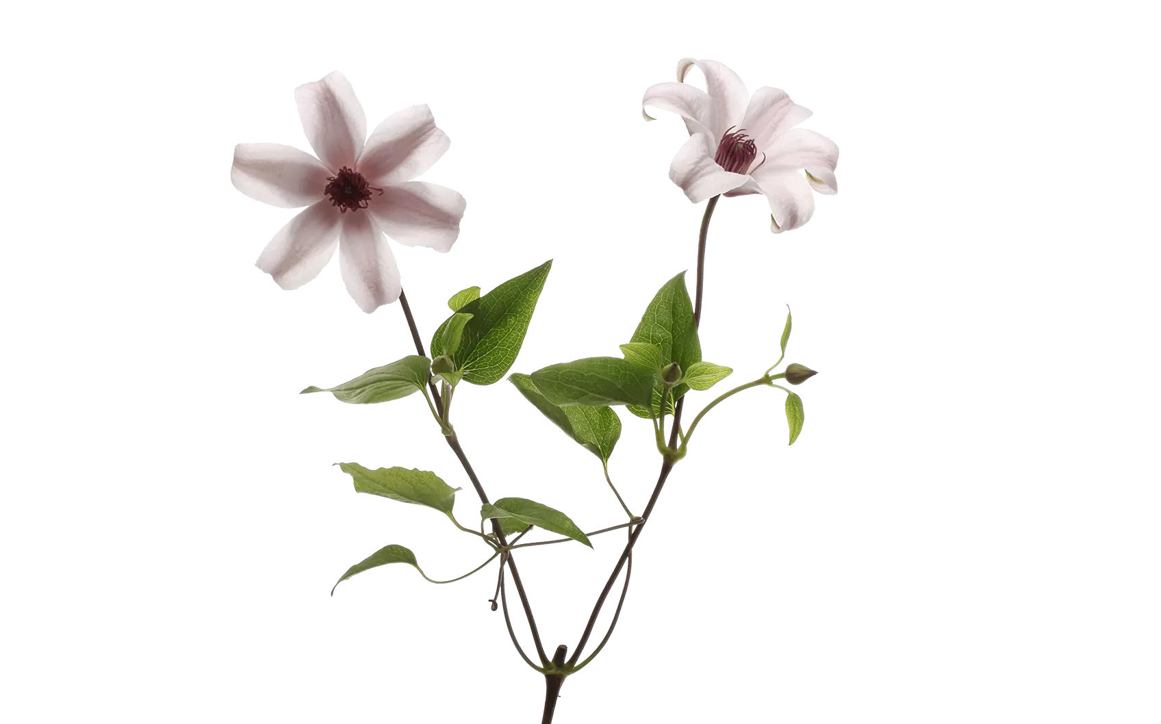 Clematis Amazing® Sevilla