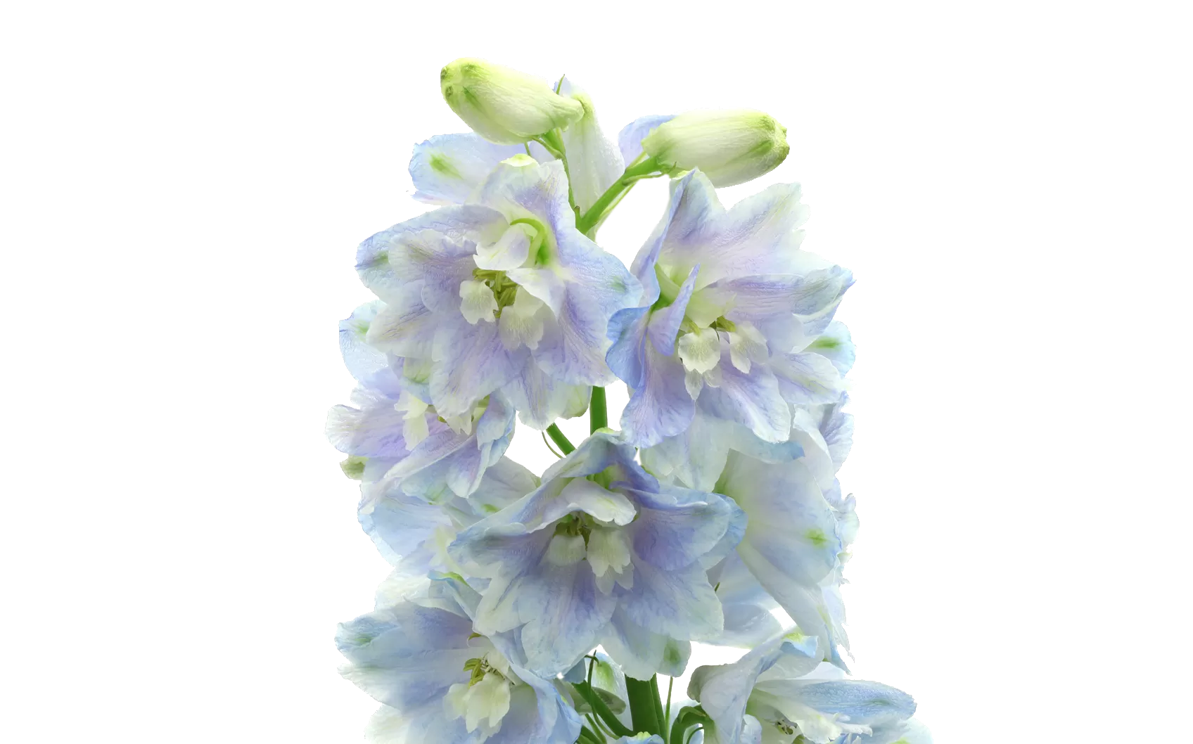 Delphinium Guardian Lavender