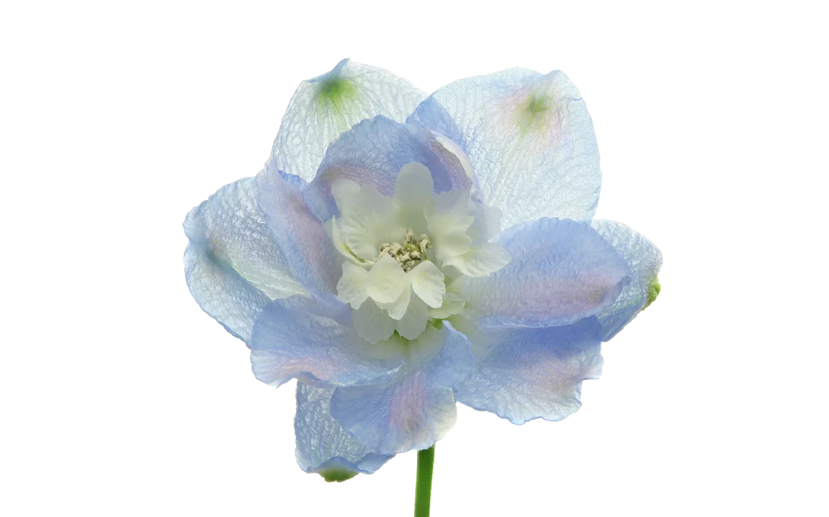 Delphinium Guardian Lavender