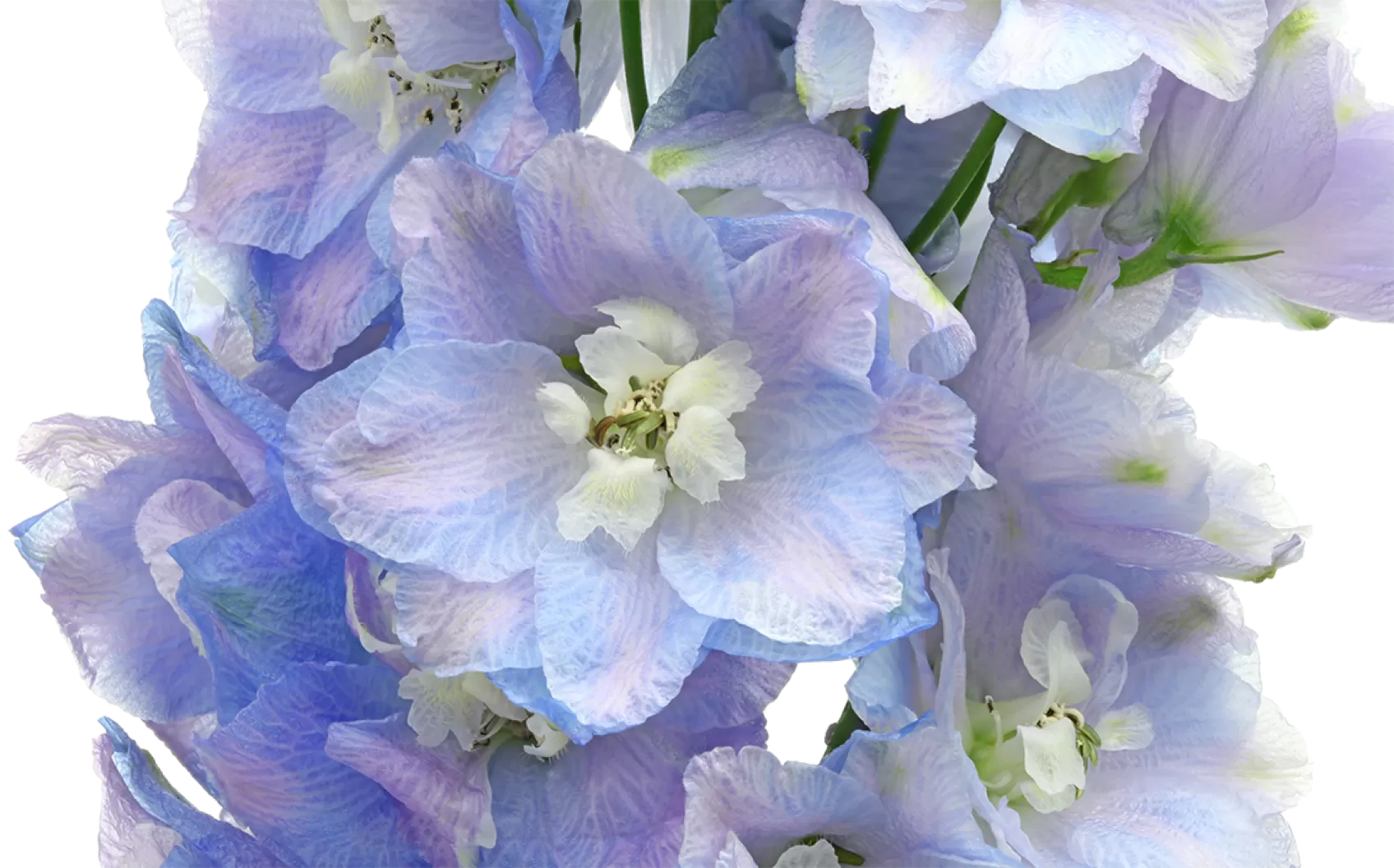 Delphinium Guardian Lavender