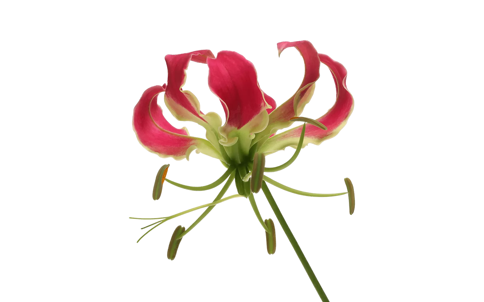 Gloriosa Superba Simba Fifty Shades