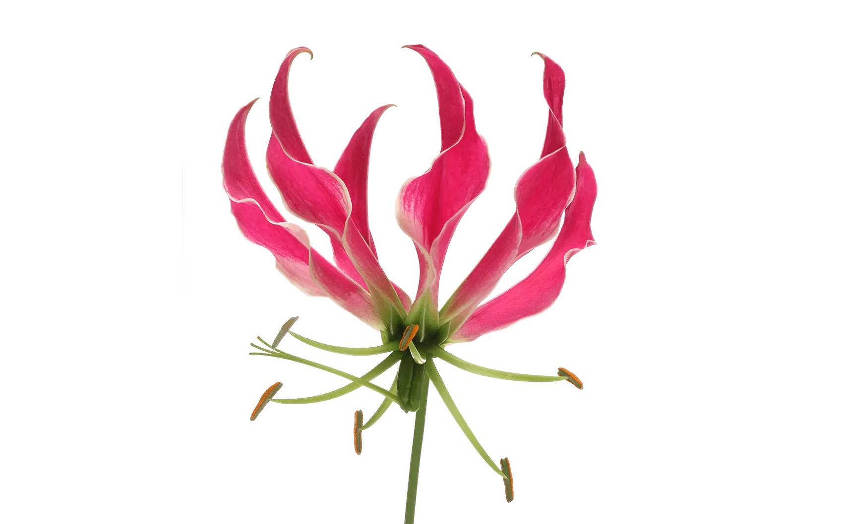 Gloriosa Superba Simba Fifty Shades