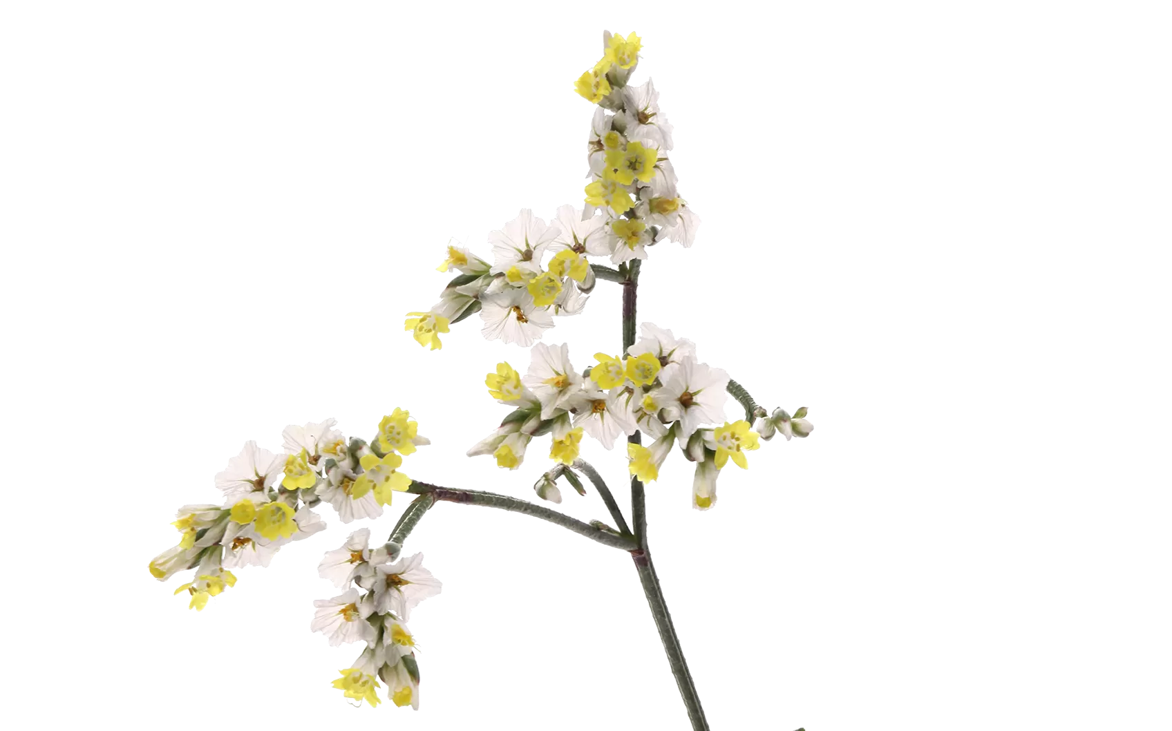 Limonium China White