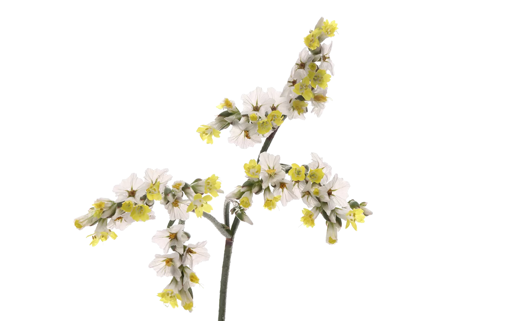 Limonium China White