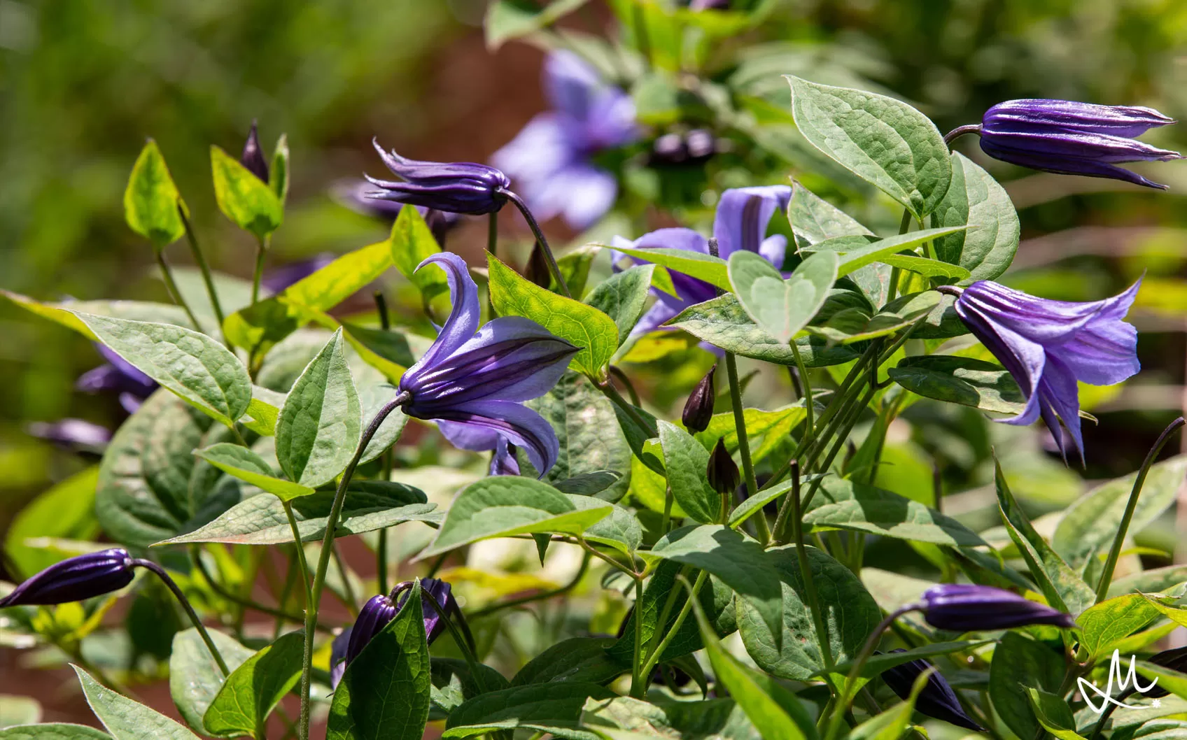 Clematis Amazing® Havana 