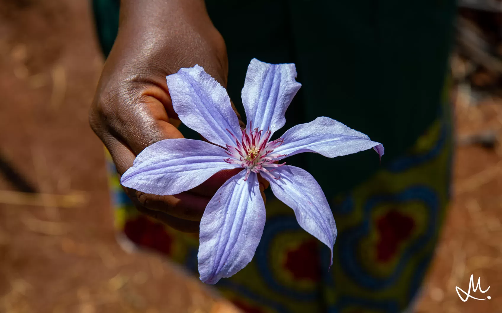 Clematis Amazing® Havana 