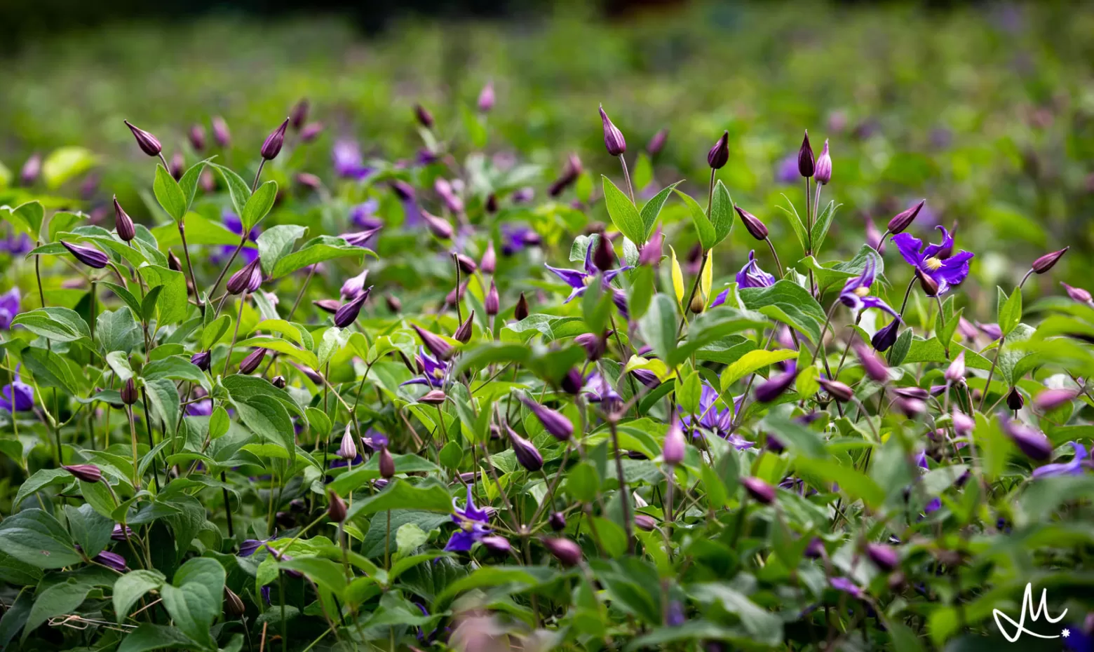 clematis amazing veld