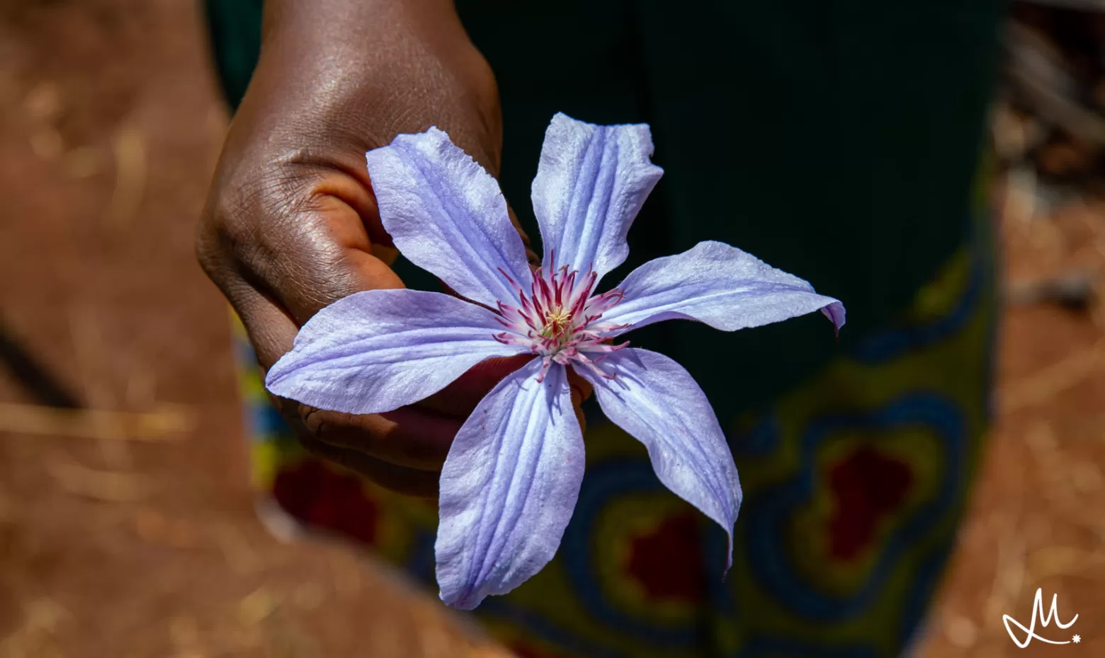 clematis amazing Havana