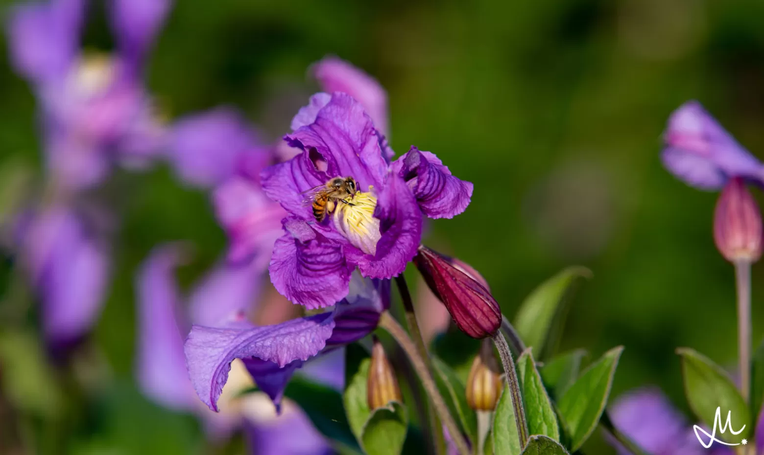 clematis amazing Rome