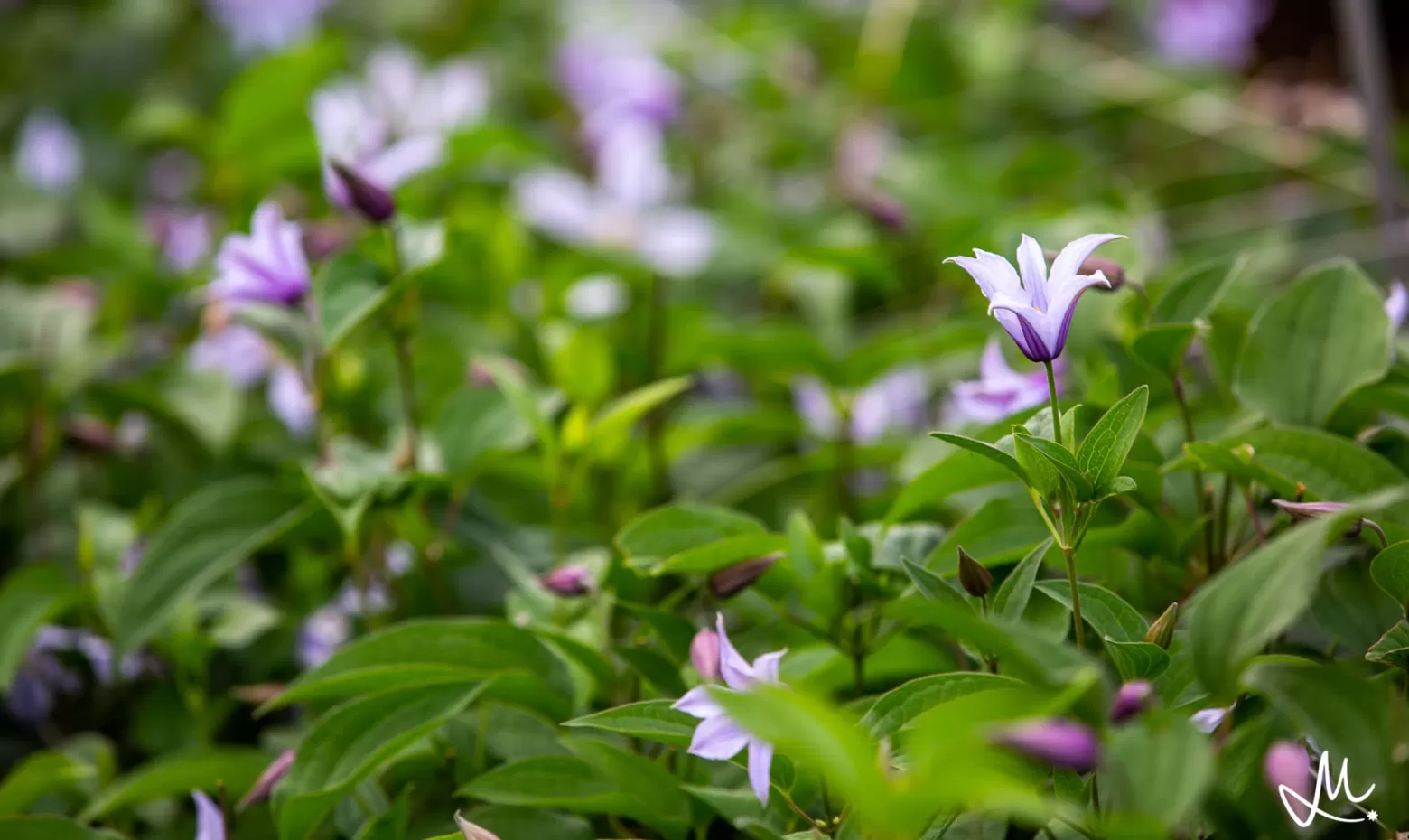 clematis Amazing star river 