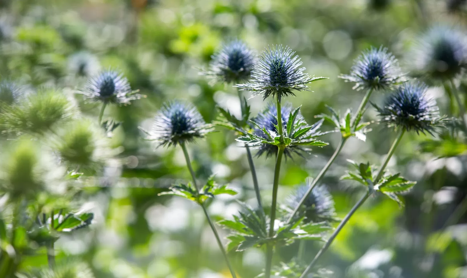 Eryngium Magnetar Questar®