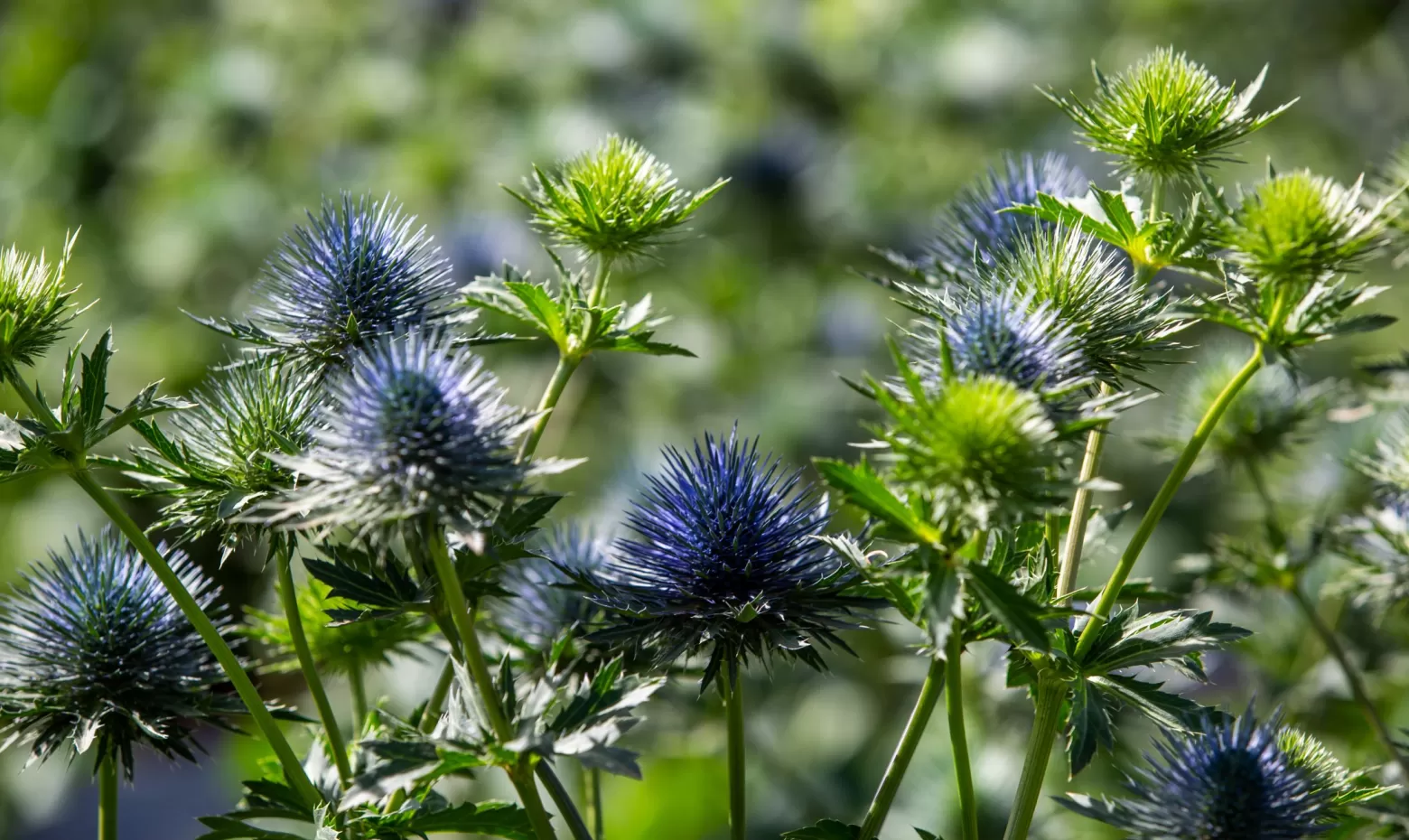 Marginpar Eryngium cut flower - Magnetar Questar