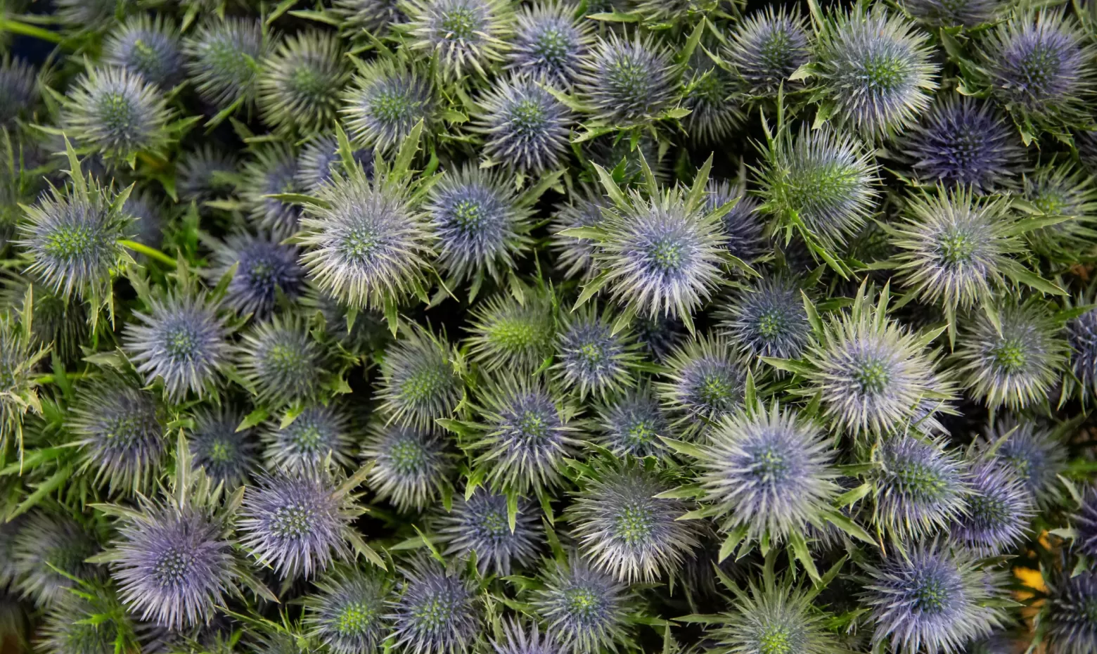 Marginpar Eryngium cut flower - Magnetar Questar