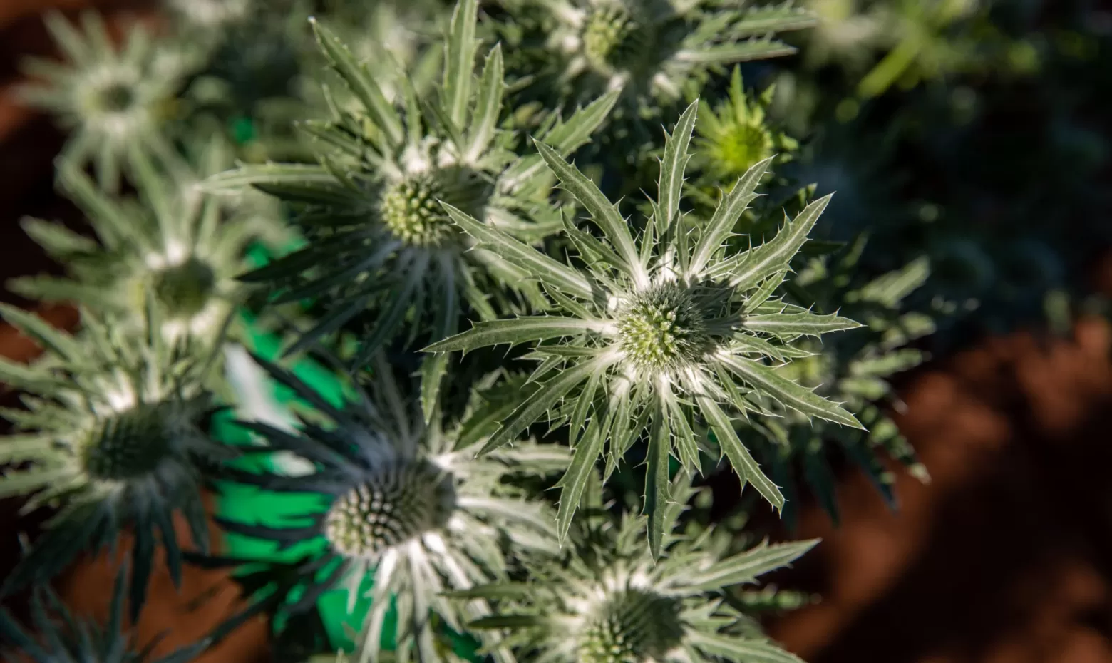 Marginpar Eryngium cut flower - Sirius Questar